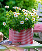 Argyranthemum 'Beauty White' (Marguerite)