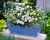 Euphorbia 'Diamond Frost' (white-flowered milkweed)