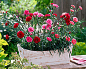 Dianthus Devon Cottage 'Dark Red', 'Soft Red', 'Pink' (Carnation)