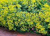 Alchemilla (Lady's mantle)