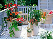 Lilium 'Gran Paradiso', 'Crimson Pixie', 'Orange Pixie', 'Lagio'.