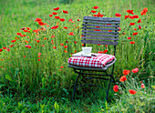 Folding chair in front of flower meadow with Papaver rhoeas (corn poppy)