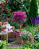 Bougainvillea underplanted with Calibrachoa Celebration 'Star Purple'