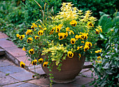 Pot with Viola wittrockiana (pansy), Origanum