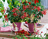 Fuchsia 'Prof. Henkel' (Coral Fuchsia) in pink pots