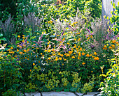 Blue-yellow perennial bed with Trollius europaeus (troll flowers), Veronicastrum