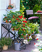 Pflanzentreppe mit Erdbeeren