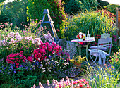 Scented border with Phlox 'Starfire', 'Rosenlicht' (flame flowers)