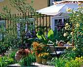 Wooden terrace with tub plants and parasol