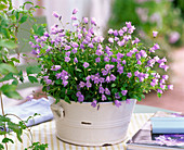 Campanula cochlearifolia 'Bavaria Blue' (Zwerg-Glockenblume)