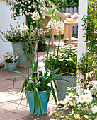 Turquoise pots planted differently