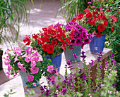 Petunia Easy Wave 'Pink', Surfinia 'Patio Red', Sunpleasure