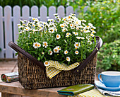Argyranthemum 'Beauty White' (Margeriten)