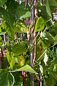Phaseolus vulgaris 'Borlotti' (Pole Bean)