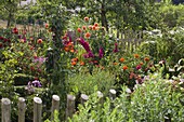 Bauerngarten mit Zinnia (Zinnien), Dahlia (Dahlien), Gladiolus (Gladiolen)