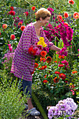 Frau im Bauerngarten schneidet Dahlia (Dahlien) und Gladiolus (Gladiolen)