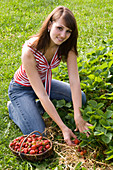 Young woman harvesting Fragaria (strawberries)