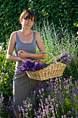 Frau mit frisch geerntetem Lavandula (Lavendel) im Weidenkorb