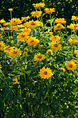 Heliopsis scabra 'Sommersonne' (Sonnenauge)