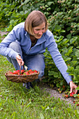 Frau pflückt Fragaria (Erdbeeren)