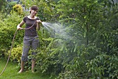 Junge Frau gießt Larix (Lärche) mit dem Gartenschlauch