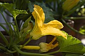 Blüte von Cucurbita 'Goldrush' (gelber Zucchini)