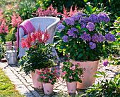 Hydrangea 'Adria' (Blaue Hortensie), Astilbe (Prachtspiere)