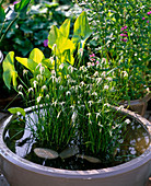 Dichromena colorata (White-headed sedge) in wide bowl