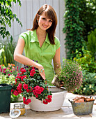 Planting a bowl with rose and lavender (2/5)