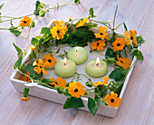 Tendrils of Thunbergia around square tray