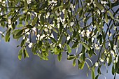 Viscum album (Mistel), immergrüne Heilpflanze, die als Halbschmarotzer auf Laubbäumen wächst