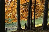 Wothe: Fagus sylvatica (copper beech), beech forest in autumn