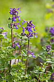 Wothe: Nepeta fassenii (Catmint)