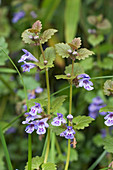 Wothe: Glechoma hederacea (ground ivy), perennial, evergreen wild perennial, ground cover