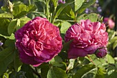 Rosa 'Rose du Roi à Fleurs Pourpres' (historische Rose, Portlandrose), duftend, öfterblühend