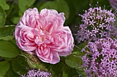 Rosa 'Salet' (historische Rose, Strauchrose) öfterblühend, duftend, sehr frosthart, Phuopsis stylosa (Scheinwaldmeister)