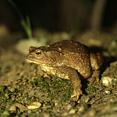 Bufo bufo (Common toad)