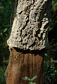 Stamm von Quercus suber (Kork-Eiche) frisch geschält