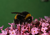 Bombus bombus (bumblebee) on Buddleja (butterfly bush)
