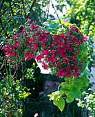 Petunia x Calibrachoa Supercal 'Neon Rose' (Petunia)