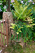 Trockenmauer bepflanzt mit Dryopteris (Wurmfarn)