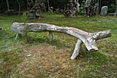 Deadwood set up as sculpture and bench