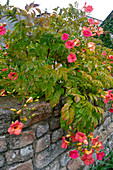 Campsis radicans (trumpet bindweed) on a dry stone wall