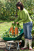 Frau legt frisch geerntete Daucus carota (Karotten, Möhren) in Schubkarre