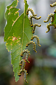 Die Raupen der Breitfüßigen Birkenblattwespe