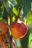 Prunus persica 'Flavortop' (Nektarine)