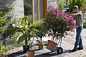 Inflatable greenhouse for wintering of potted plants