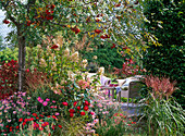 Hydrangea paniculata (Shrub Hydrangea), Chrysanthemum