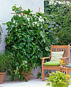 Passiflora edulis (passion fruit) on bamboo trellis, armchair
