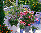 Nerium oleander 'Papa Gambetta' (oleander), Olea europaea